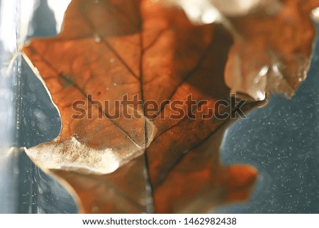 fallen yellow leaves background / abstract seasonal plain yellow leaves background in the park