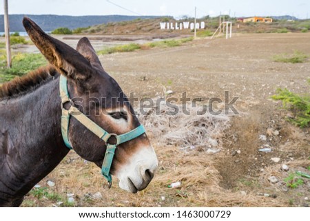 A donkey by the Williwood sign on the Caribbean island of Curacao
