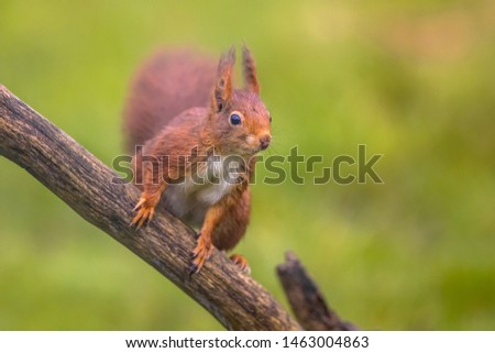Red squirrel (Sciurus vulgaris) close up animal sitting alert on branch while looking for danger with bright green background