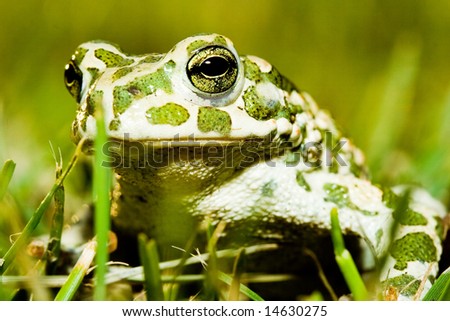Green toad in grass