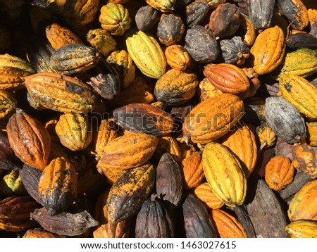 A large pile of yellow and black cacao fruits that are harvested