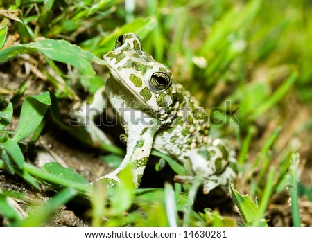 Green toad in grass