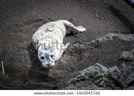 At first, I thought it was a dead animal on the beach. Then I realized it what a cute baby seal resting. After a couple pictures, I let it be to continue resting.