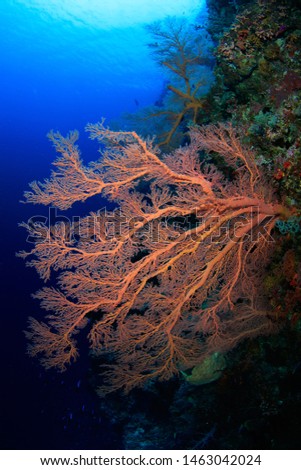 Underwater image of a gorgonian sea fan soft coral with clear blue water in the background, scuba diving on a pristine reef in Indonesia