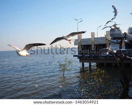 Seagull Flying and the sky background Bangpu Thailand 