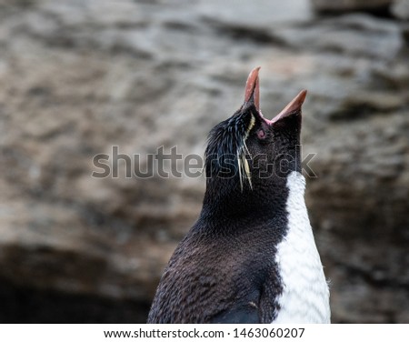 A Southern Rockhopper penguin calling out in the Falkland Islands