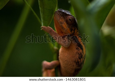Chameleon Panther, Wild life, hanging chameleon, female and male Panther Chameleons