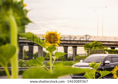 Picture of bright yellow sunflower With a backdrop of roads or motorways