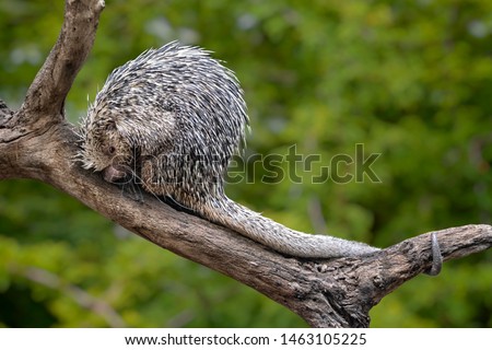 Prehensile Tailed porcupine (Porcupine Coendou prehensilis) on a tree branch, full body