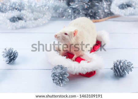 Rat looks out of a Christmas hat on white background. Christmas card. symbol of the year 2020