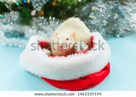 A white rat looks out of a Christmas cap, the christmas mouse. Symbol of the new year 2020 in the Chinese calendar. New year and Christmas concept.
