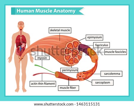Scientific medical illustration of muscle anatomy illustration
