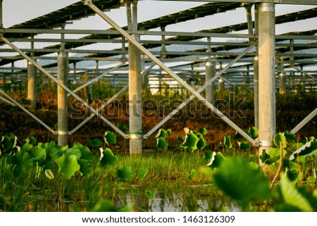Solar photovoltaic power station built in lotus pond