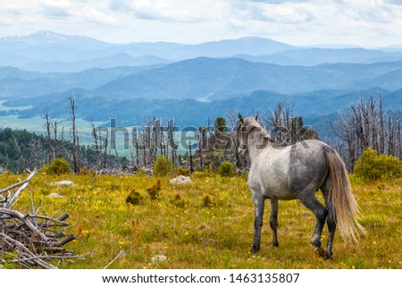 White horses running free in meadow with forest with high mountain, river and sky backdrop. horse in the wild. freedom concept