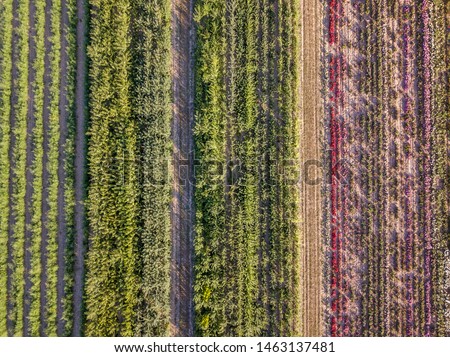 Aerial drone image of fields with diverse crop growth based on principle of polyculture and permaculture - a healthy farming method of ecosystem
 Royalty-Free Stock Photo #1463137481