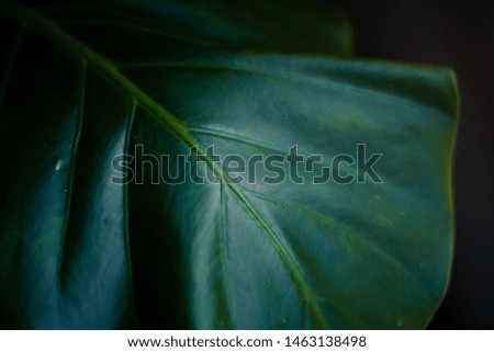 Closeups of an indoor plant. 