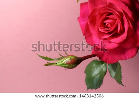 Red rose with bud and leaves close-up on a pink background. Template for greeting card. Festive floral background.