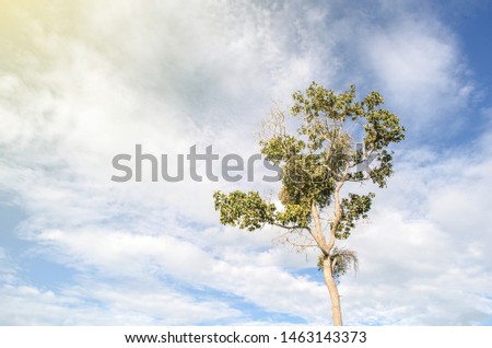 Beautiful trees on sky background