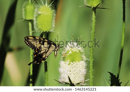 Butterfly feeding in thistle flowers in summer