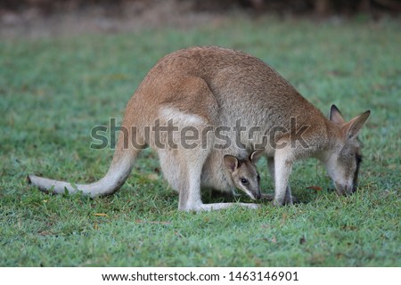  whiptail wallaby (Macropus parryi), mackay, north queensland, australia