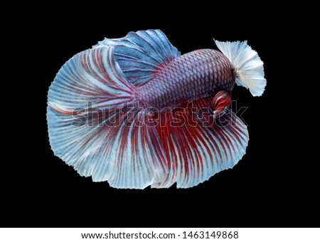 Moving moment of Red and blue half moon siamese fighting fish (Plakat Thai), betta fish isolated on black background. Dumbo big ear fish.