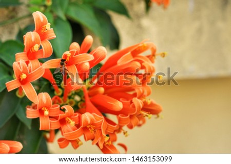 Close up at Orange trumpet(Pyrostegia venusta)or Flame flower, Fire-cracker vine decorated in the garden with blurred background.Flower,botany and park concept.
