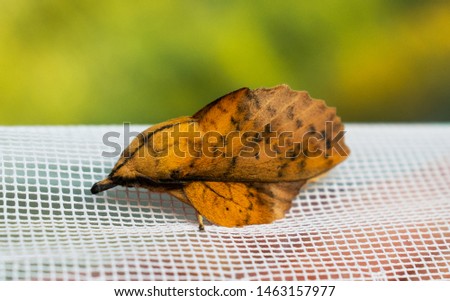 a nice night butterfly with a bizarre look. His body resembles a leaf