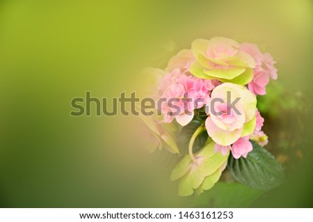 Colorful Hydrangea with soft tone