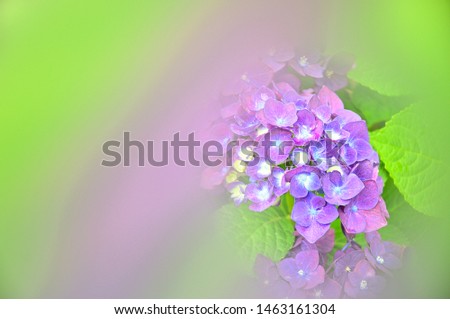 Colorful Hydrangea with soft tone