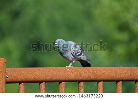 tired homing pigeon, racing pigeon or domestic messenger pigeon Latin columba livia domestica its tongue sticking out closeup in summer in Italy