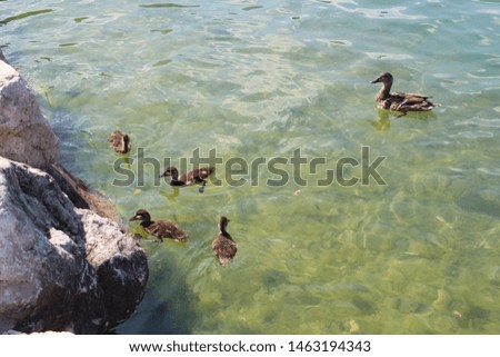a family of ducks in a lake