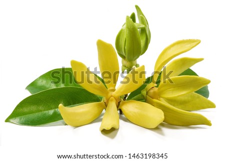 Yellow flower, Magnolia champaca flower isolated on white background