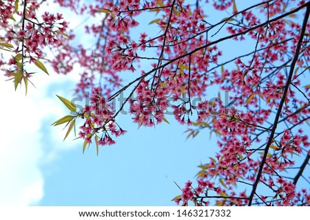 Choose soft focus, beautiful cherry blossom, Prunus cerasoides in Thailand, bright pink flowers of Sakura on the high mountains of Spring background and beautiful natural scenery.