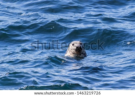 A seal swiming and looking at me , on the coast of Ireland