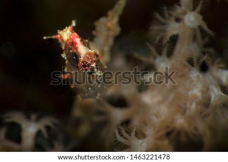 Pontoh's pygmy seahorse (Hippocampus pontohi). Underwater macro photography from Romblon, Philippines	