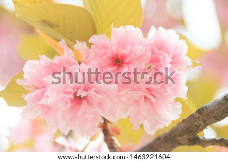 Close-up pictures of beautiful cherry blossoms With leaves and branches