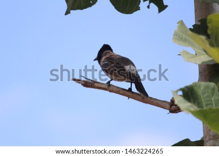 Red Vented Bulbul in tree