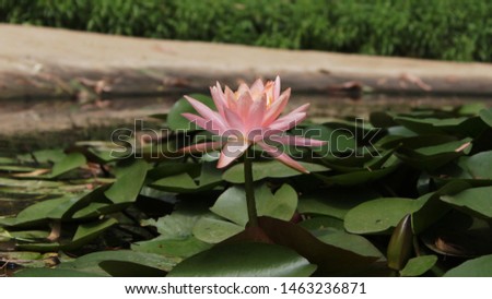 Morning lotus picture shining in sunlight
