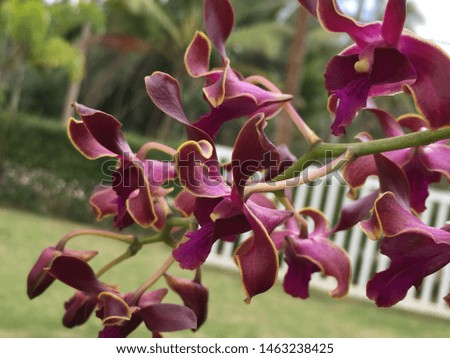 Dendrobium, dark purple flowers, fragrant, often flowering.
