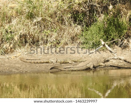 Crocodile lying next to the water.