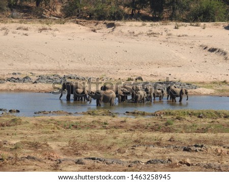 Elephants standing in the water.