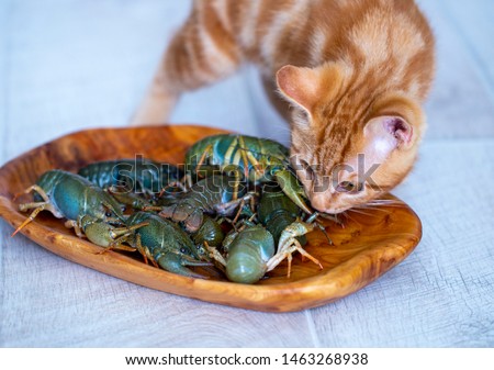 ginger kitten Bobtail playing with live crabs on a summer day. photo in a light key with partial blur