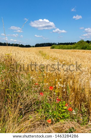 Beautiful view of golden cereal field on sunny day, blue sky with white cumulus clouds. Barley, wheat. Agriculture. Colorful wild flowers bloom at the edge of the field.