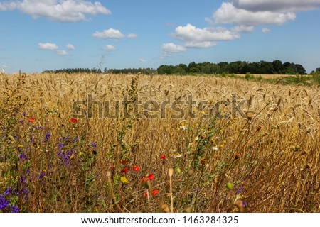 Beautiful view of golden cereal field on sunny day, blue sky with white cumulus clouds. Barley, wheat. Agriculture. Colorful wild flowers bloom at the edge of the field.