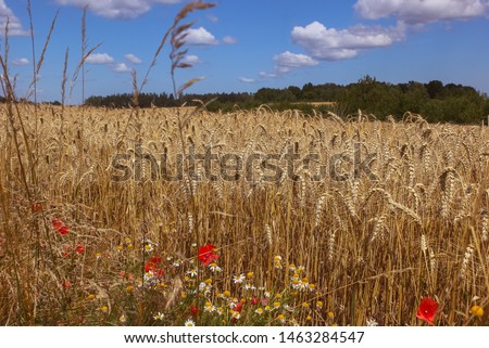 Beautiful view of golden cereal field on sunny day, blue sky with white cumulus clouds. Barley, wheat. Agriculture. Colorful wild flowers bloom at the edge of the field. Vintage