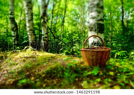 forest landscape basket for mushrooms and berries in the birch forest