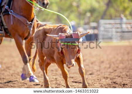 Calf being lassoed by cowboys on horseback in a dusty country paddock