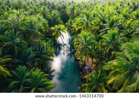 Palm tree jungle in the philippines. concept about wanderlust tropical travels. swinging on the river. People having fun Royalty-Free Stock Photo #1463314700