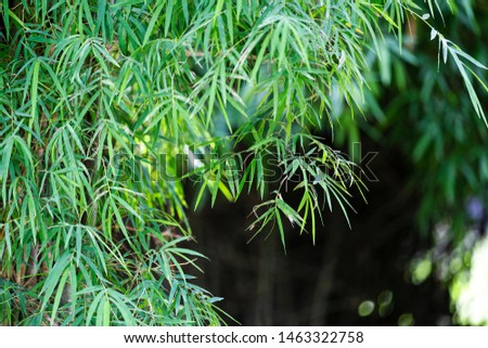 Green bamboo leaves amid the bright light of the natural sunshine in shallow depth of field view