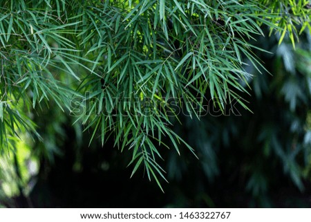 Green bamboo leaves amid the bright light of the natural sunshine in shallow depth of field view